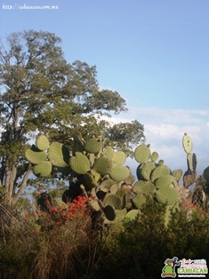 Santa María Magdalena Cahuacán